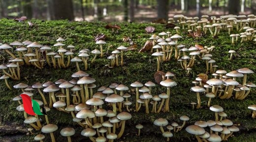 فيم يختلف المشروم عن النباتات يحتوي على جدار خلوي