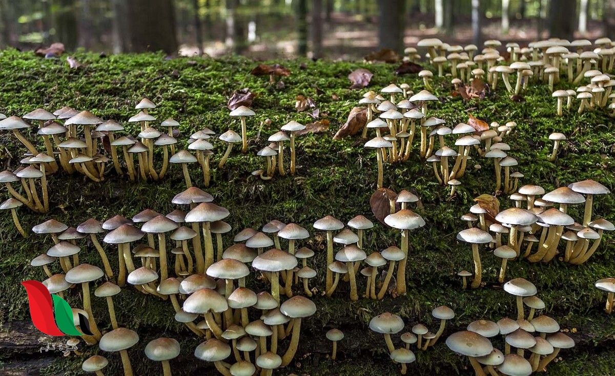 فيم يختلف المشروم عن النباتات يحتوي على جدار خلوي