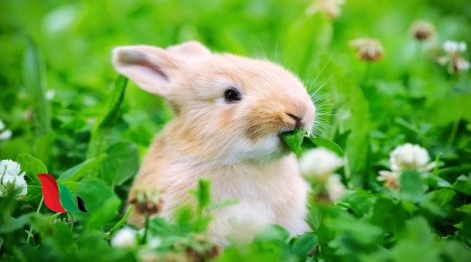 ما الحيوان الذي يتغذى على النباتات فقط