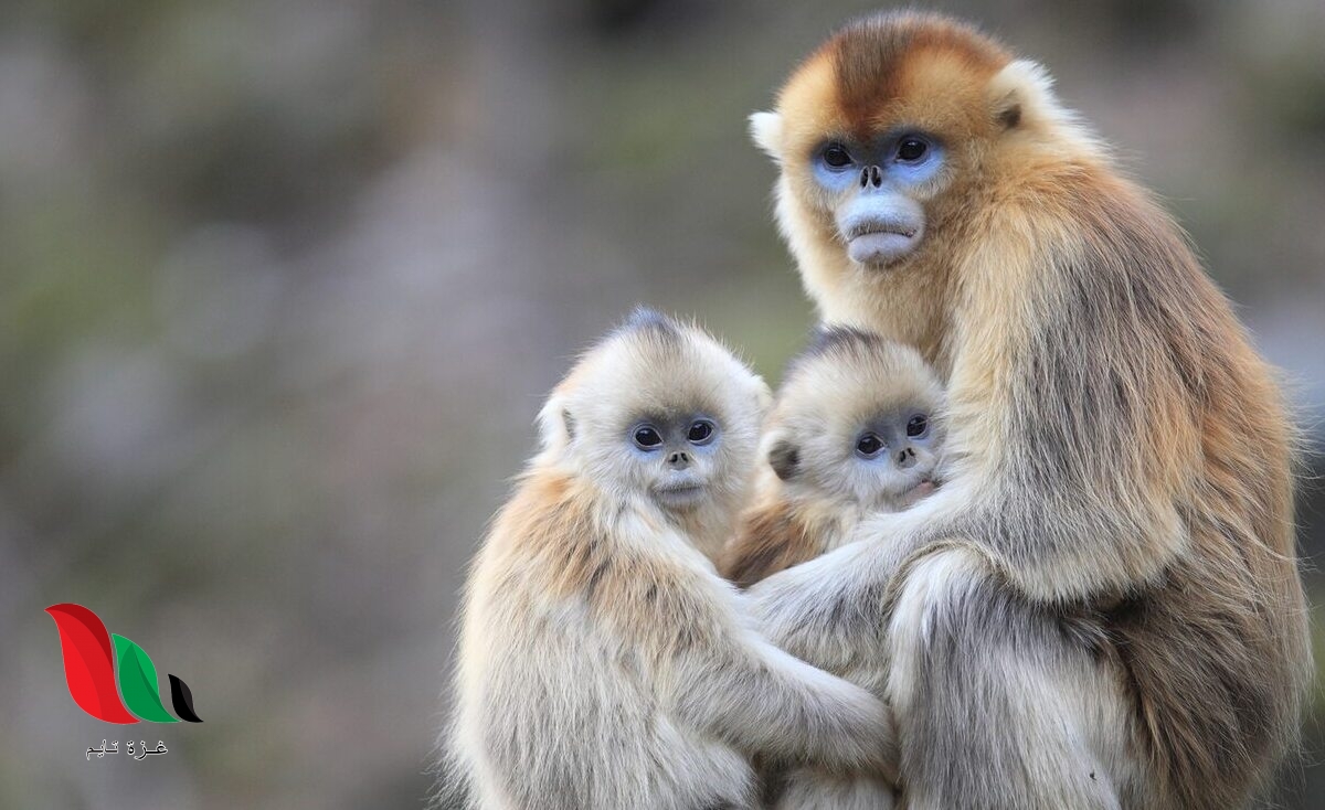 ما الحيوان الذي ينتج الحليب من بين الحيوانات الآتية