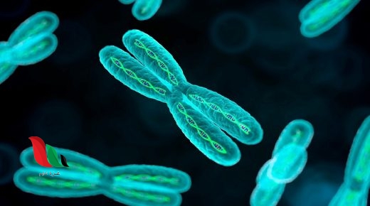 معظم خلايا الإنسان تحتوي على 46 كروموسوم صواب خطأ