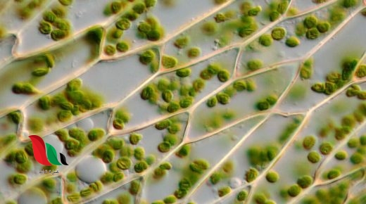 يحتوي الجدار الخلوي في البكتيريا على ببتيدوجلايكان السليلوز الكايتين