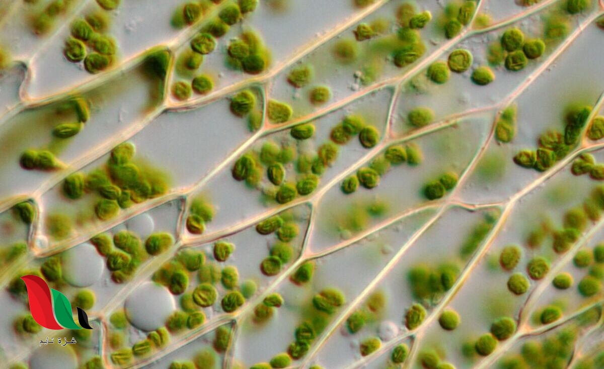 يحتوي الجدار الخلوي في البكتيريا على ببتيدوجلايكان السليلوز الكايتين