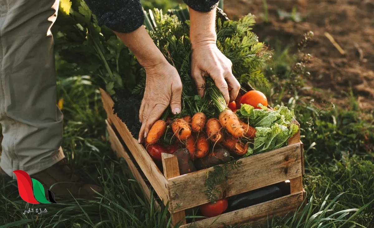 يريد مزارع أن يبيع الفاكهة في السوق الساعة ٧