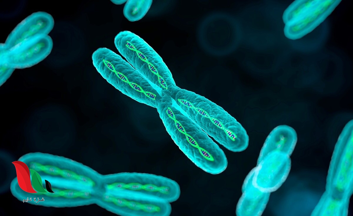 يسمى الجزء من dna المحمول على الكروموسوم صح ام خطا