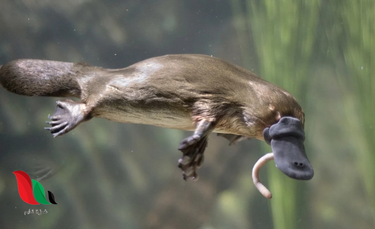 ينمو الجنين داخل رحم الأنثى في حيوان منقار البط