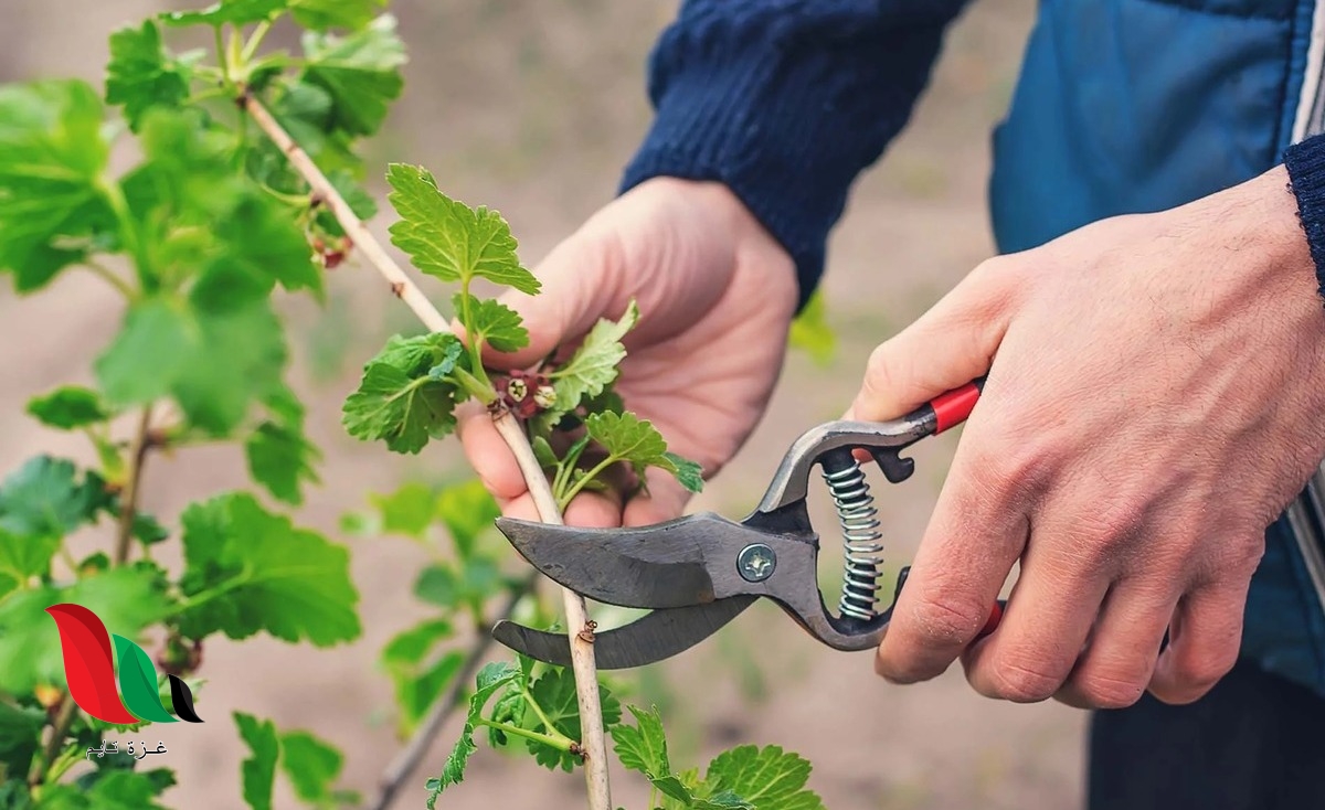 الانتشار مفيد للنباتات البذرية لأنه يمنع التنافس فيما بين النباتات الجد