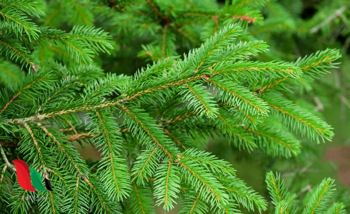 النباتات التاليه لها أوراق ابريه او حرشفيه المخروطيات السيكادات الزهريه النيتوفايت