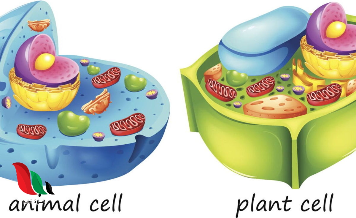تختلف الخلايا النباتية عن الخلايا الحيوانية في ثلاثة خيارات من أربعة من التالي