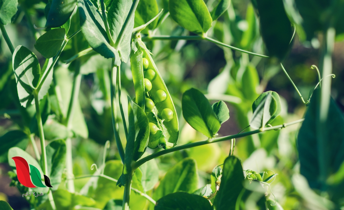 في تجربة مندل لنبات البازلاء ظهرت الصفة السائدة