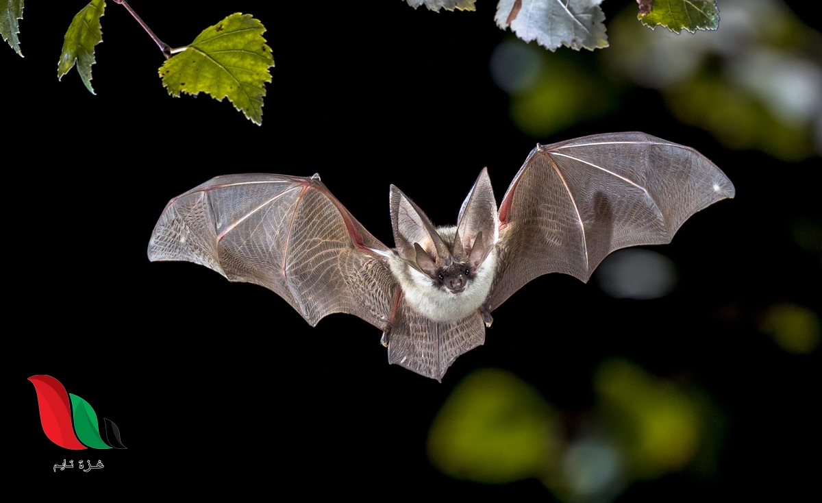 ما هي الحاسة التي يعتمد عليها الخفاش في سيره