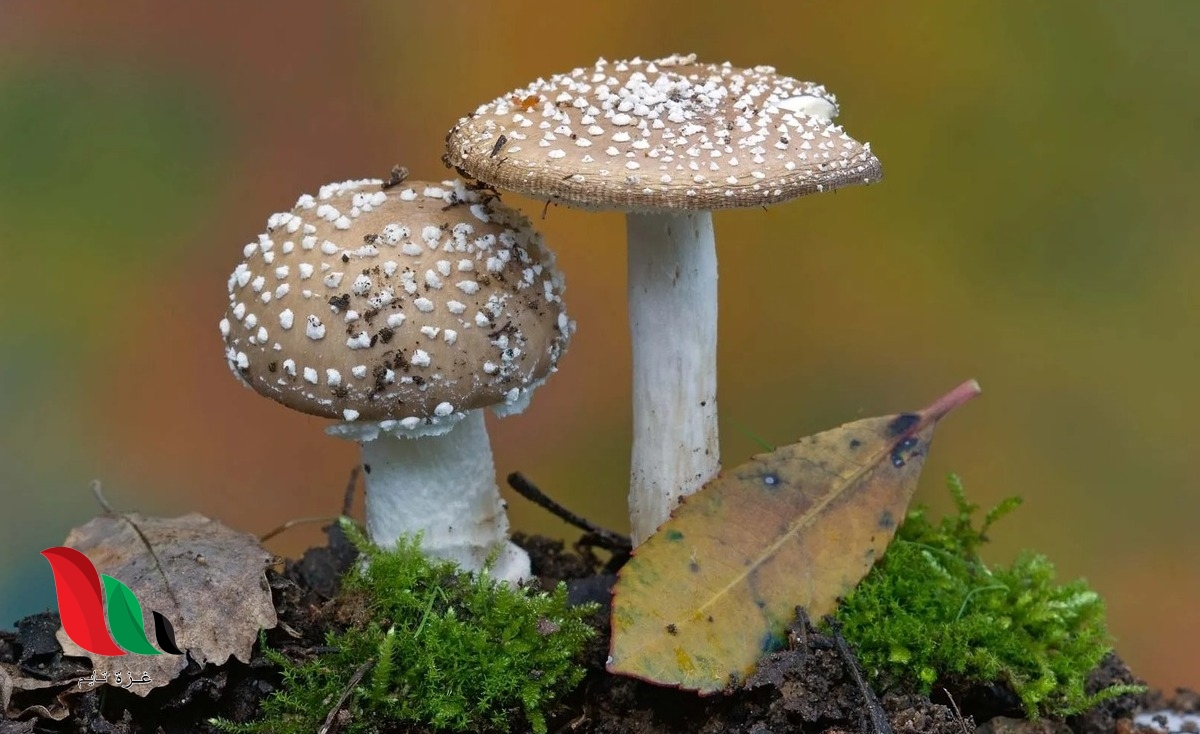 معظم الطلائعيات وحيدة الخلية ومعظم الفطريات تتكاثر لاجنسي