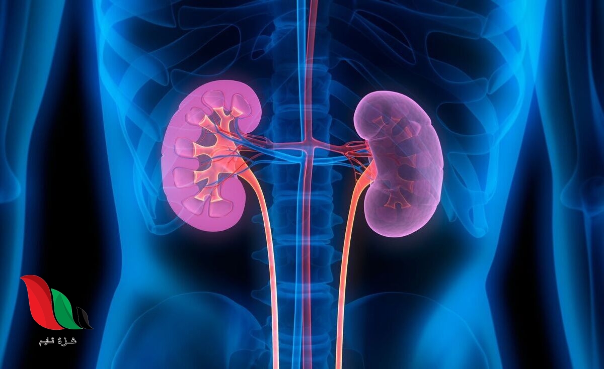 مكان الكلى في جسم الانسان بالصور