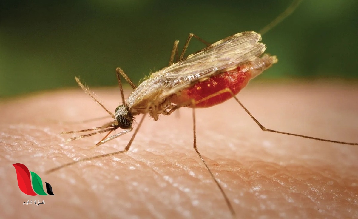 ينتقل طفيل البلازموديوم بواسطة انثى بعوضة الانوفيلس مسبب مرض الملاريا