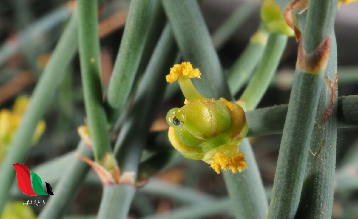 من أجناس قسم نباتات النيتوفايت يستخدم في ادوية الرشح والحساسية بيت العلم