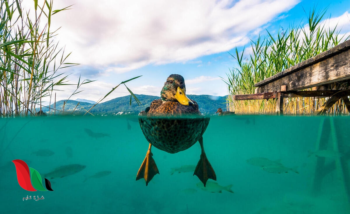 أي أقدام الطيور التالية يمكن أن تفضل تكيف السباحة