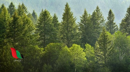 أي أقسام النباتات التالية من معراة البذور الذي يوجد منه ثلاثة أجناس فقط ويستخرج منه أدوية مضادة للحساسية