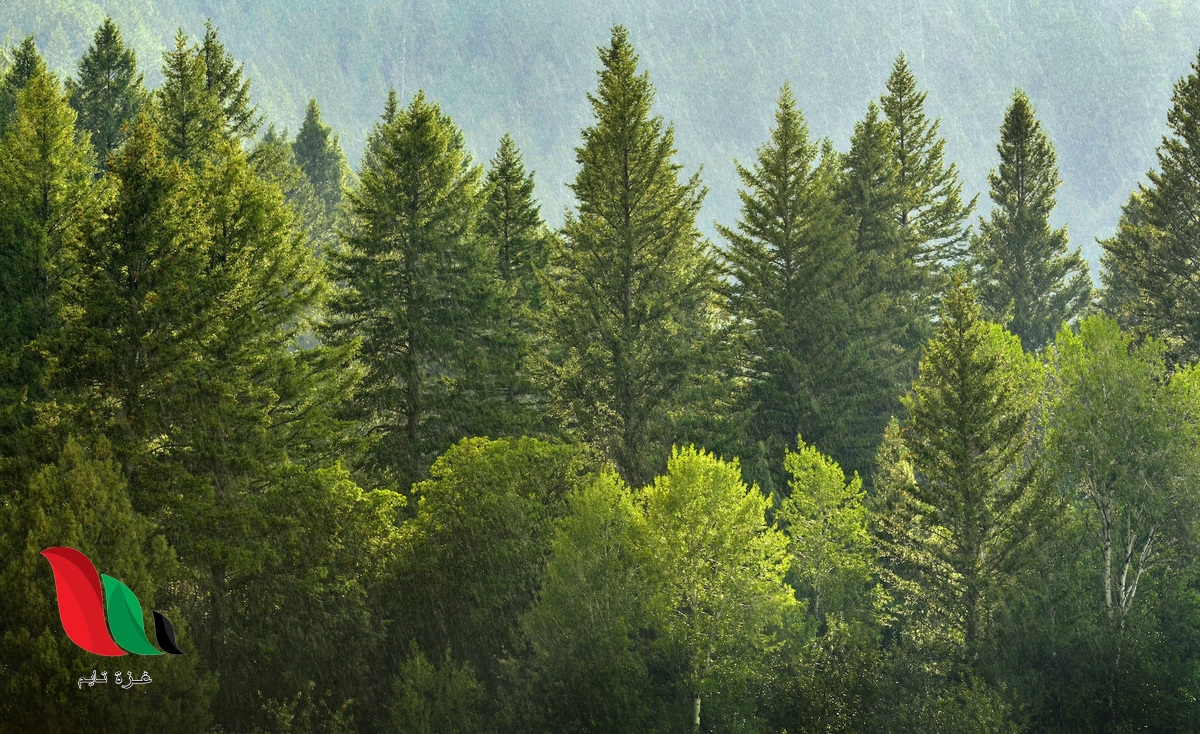 أي أقسام النباتات التالية من معراة البذور الذي يوجد منه ثلاثة أجناس فقط ويستخرج منه أدوية مضادة للحساسية