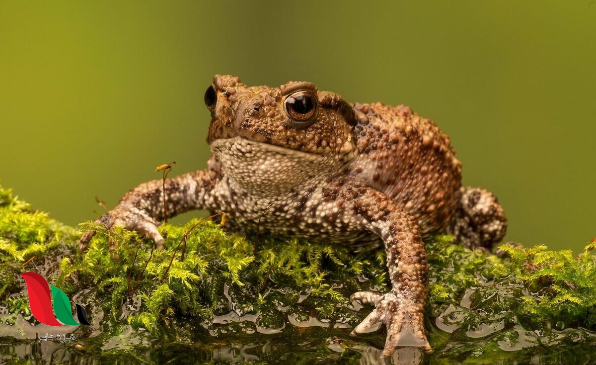 أي أنواع البرمائيات التالية له غدة سامة خلف رأسه تستخدم في إبعاد المفترسات