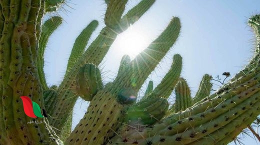 أين تعيش النباتات التي لها أشواك وأوراق تخزن الماء