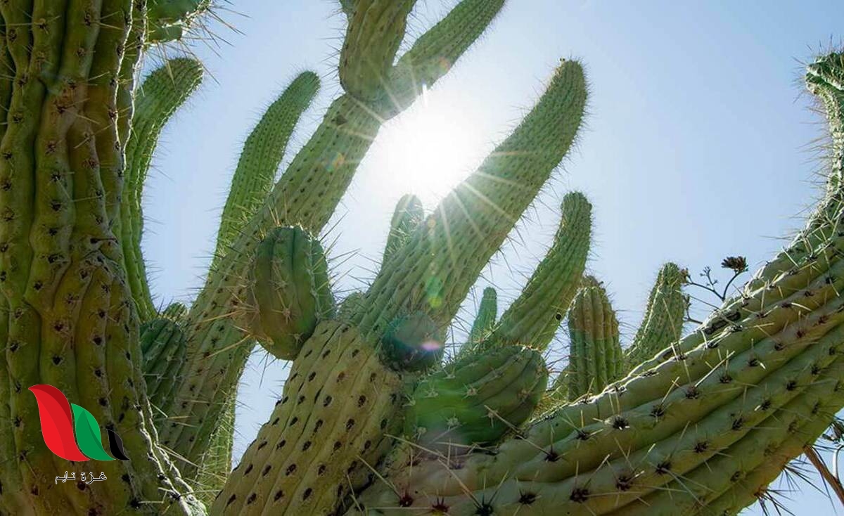 أين تعيش النباتات التي لها أشواك وأوراق تخزن الماء