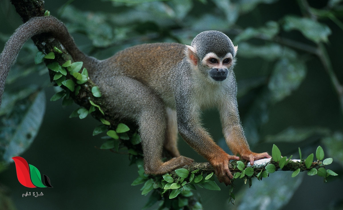 اختر الحيوان الذي يكثر احتمال وجوده في الغابة الاستوائية المطيرة