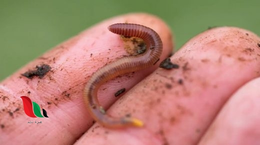 اذا وضعت دودة على علامة x أسفل الصندوق