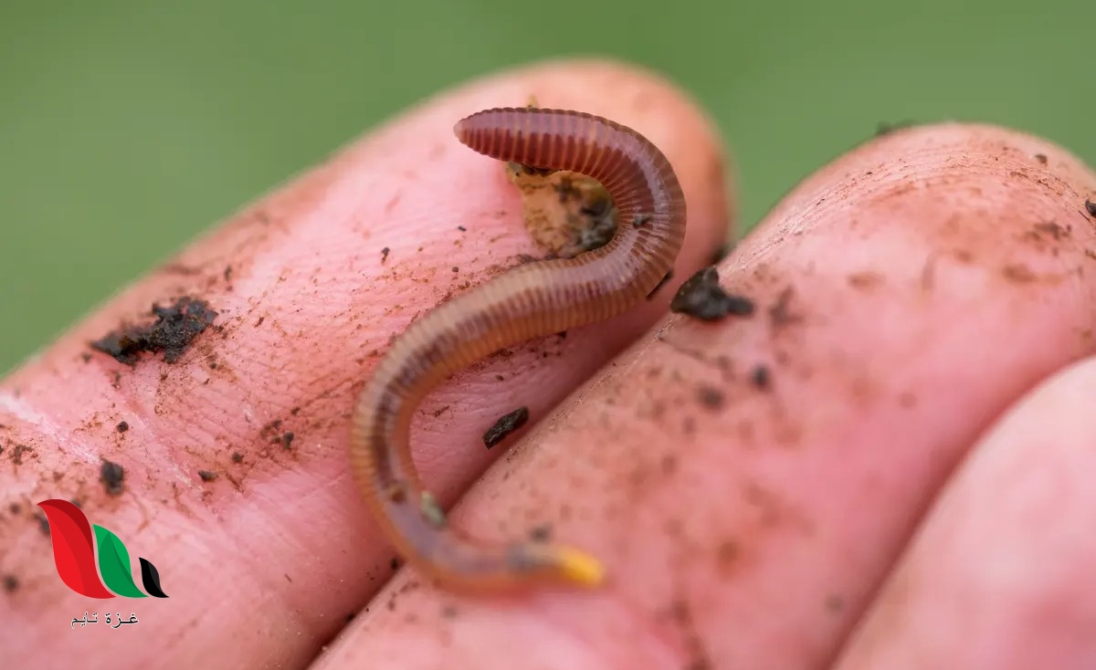 اذا وضعت دودة على علامة x أسفل الصندوق