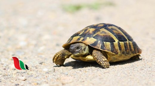 الحيوان الذي يشبه السحلية في دورة الحياة هو