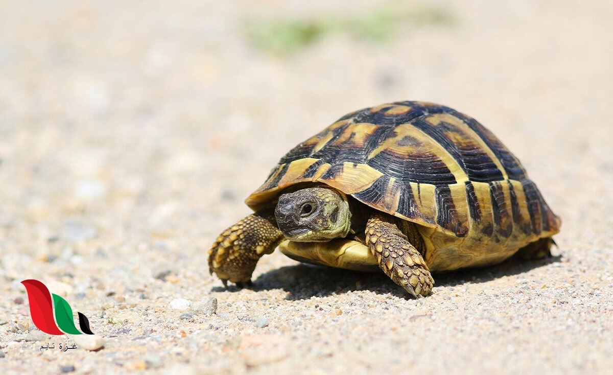 الحيوان الذي يشبه السحلية في دورة الحياة هو