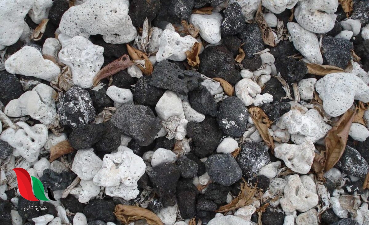 الصخور التي تتكون من المواد التي استقرت في قاع المحيطات والبحيرات وكانت مضغوطة ومتصلبة هي