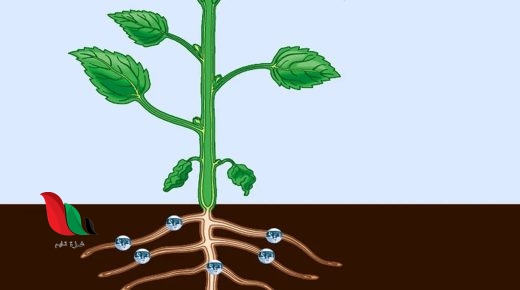 اللحاء phloem هو النسيج الوعائي الناقل للغذاء من الأوراق لأجزاء النبات صواب خطأ