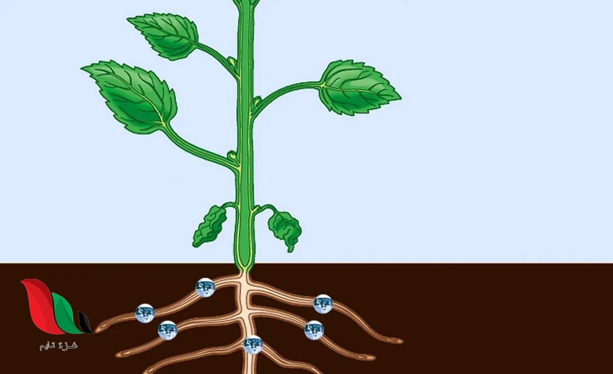 اللحاء phloem هو النسيج الوعائي الناقل للغذاء من الأوراق لأجزاء النبات صواب خطأ