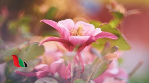 انتقال حبوب اللقاح من المتك الى الميسم في الازهار يسمى التبرعم