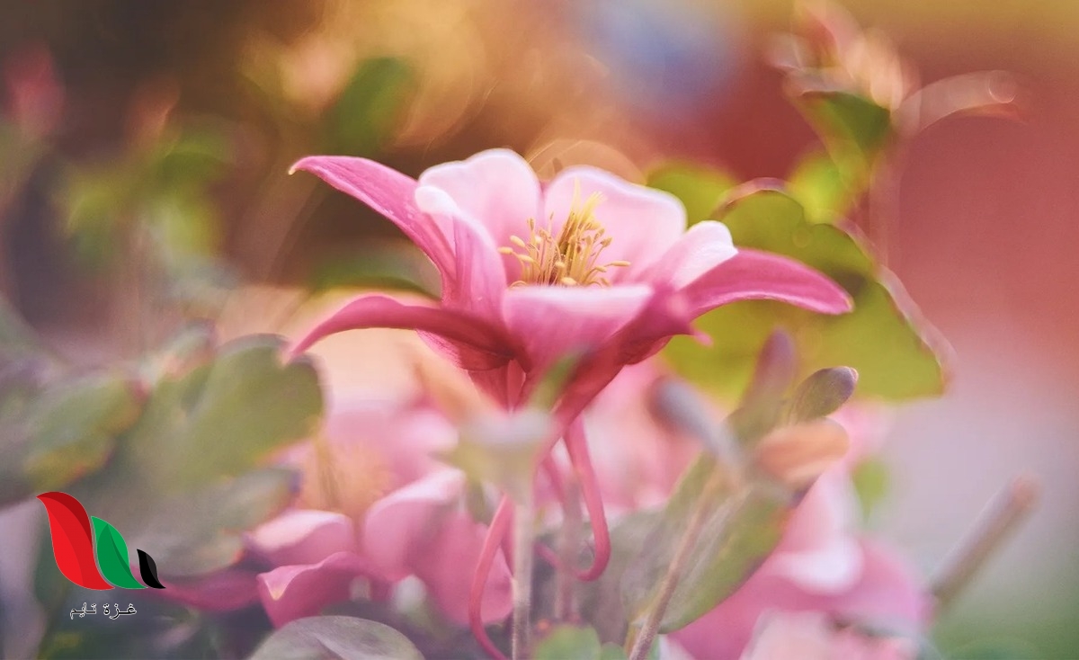 انتقال حبوب اللقاح من المتك الى الميسم في الازهار يسمى التبرعم