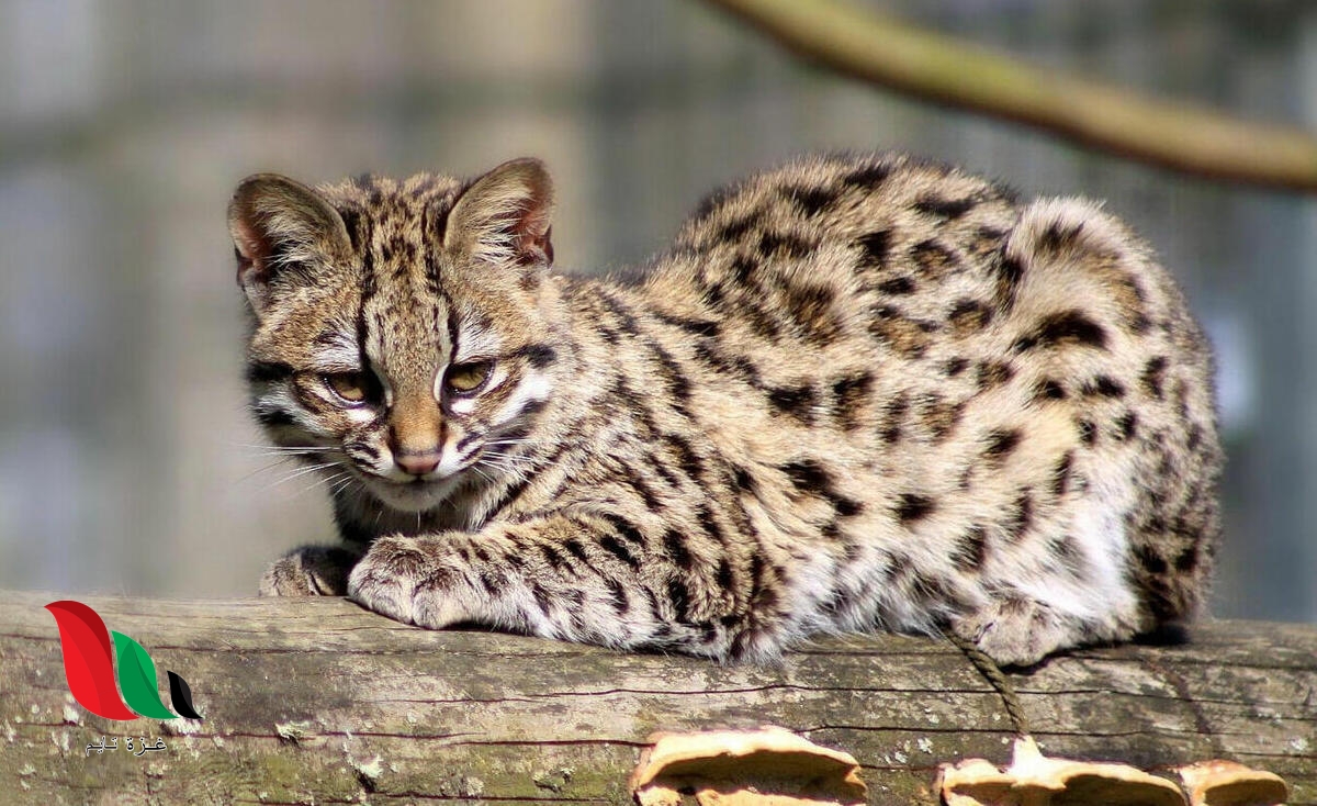 بحث حول الحيوانات الأليفة والبرية سنة ثانية pdf