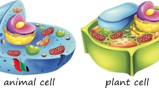 تختلف الخلايا النباتية عن الخلايا الحيوانية في ثلاثة خيارات من أربعة من التالي