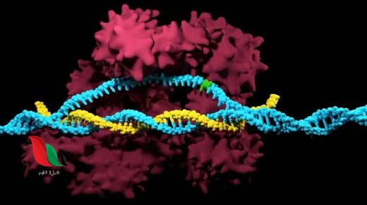 تساعد الطفرات البكتيريا على البقاء في بيئة دائمة التغير