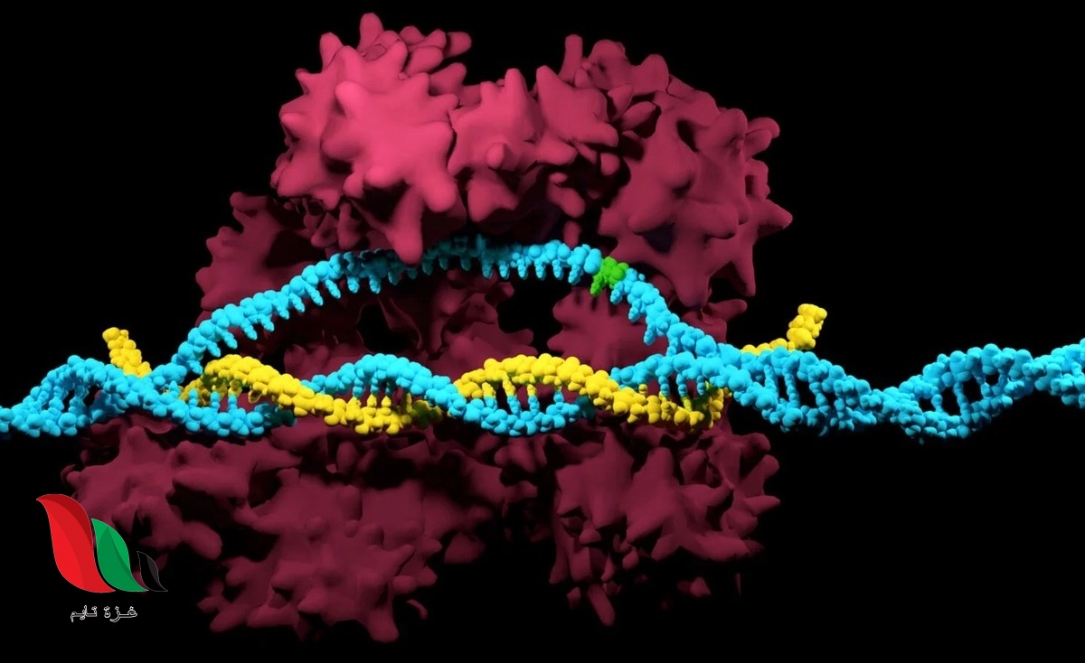 تساعد الطفرات البكتيريا على البقاء في بيئة دائمة التغير