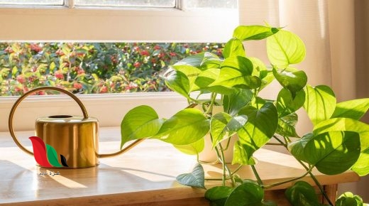 تعد النباتات من أهم عناصر البيئة بالاضافه لكونها مصدرا رئيسيا للادويه والعطور