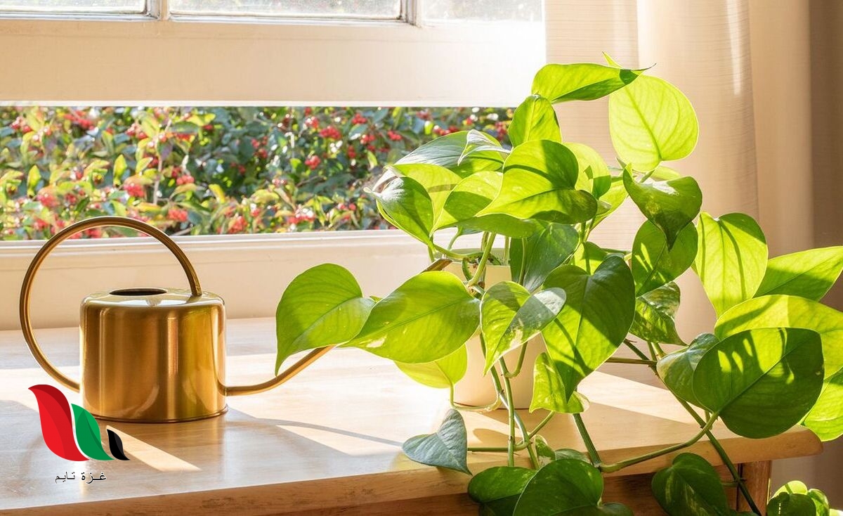 تعد النباتات من أهم عناصر البيئة بالاضافه لكونها مصدرا رئيسيا للادويه والعطور