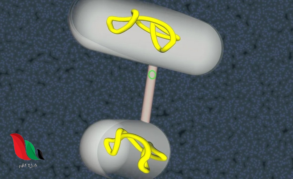 تلتصق خليتان ويتم تبادل المادة الوراثية عن طريق الاقتران