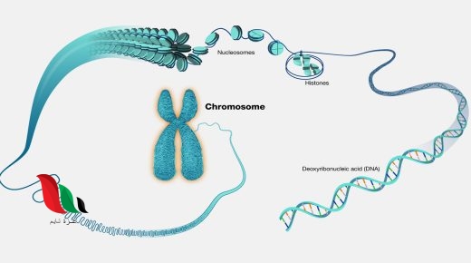 تنفصل الكروموسومات بعضها عن بعض خلال الانقسام المتساوي في الطور