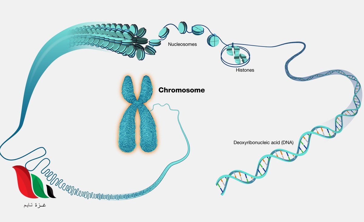 تنفصل الكروموسومات بعضها عن بعض خلال الانقسام المتساوي في الطور