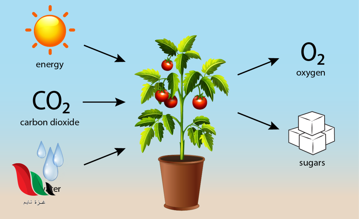 حدد المواد المتفاعلة التي يحتاج اليها النبات لحدوث عملية