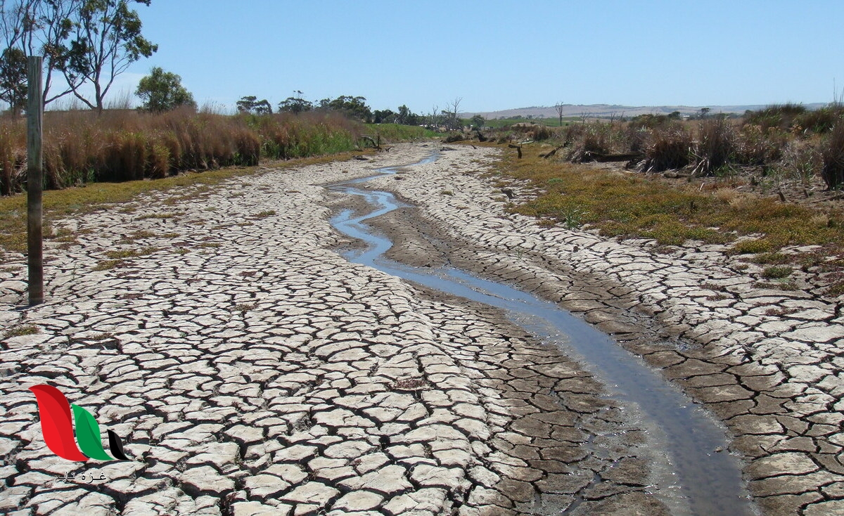 عند حدوث الجفاف في منطقة ما فإن ذلك يؤثر على الحيوانات والنبات
