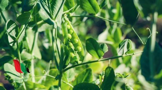 في تجربة مندل لنبات البازلاء ظهرت الصفة السائدة