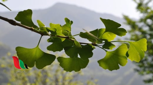 قسم النباتات الجنكية أوراقها كبيرة ومخروطية، وذات حساسية عالية ضد التلوث