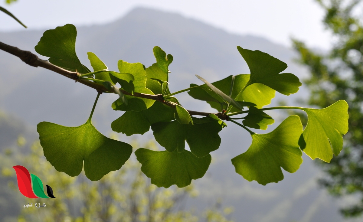 قسم النباتات الجنكية أوراقها كبيرة ومخروطية، وذات حساسية عالية ضد التلوث