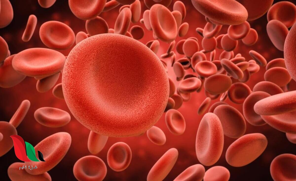 ما الوظيفه الرئيسيه لكريات الدم الحمراء بيت العلم